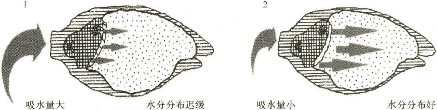 二、大麦的吸水